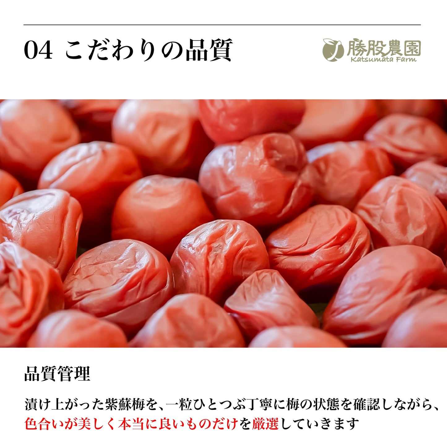 紫蘇と塩のみで漬け込んだ紀州南高梅 塩分15％ 250g 添加物不使用 全国送料無料